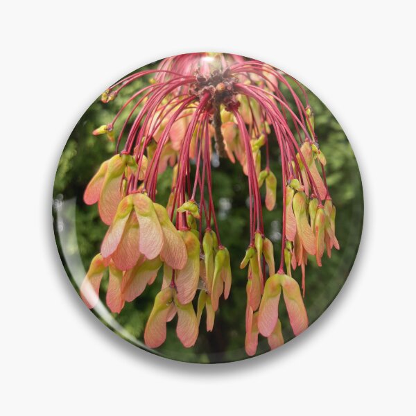 Item preview, Developing Red Maple Seeds  designed and sold by Amanda1775.