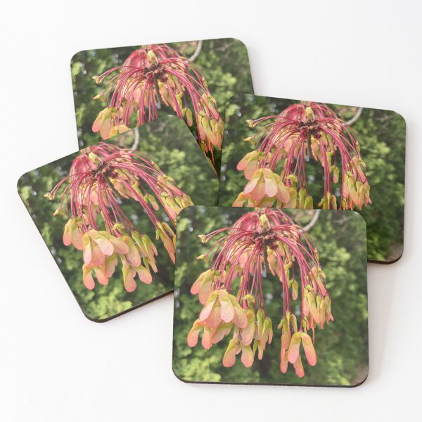 Item preview, Developing Red Maple Seeds  designed and sold by Amanda1775.