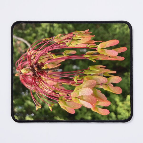 Item preview, Developing Red Maple Seeds  designed and sold by Amanda1775.