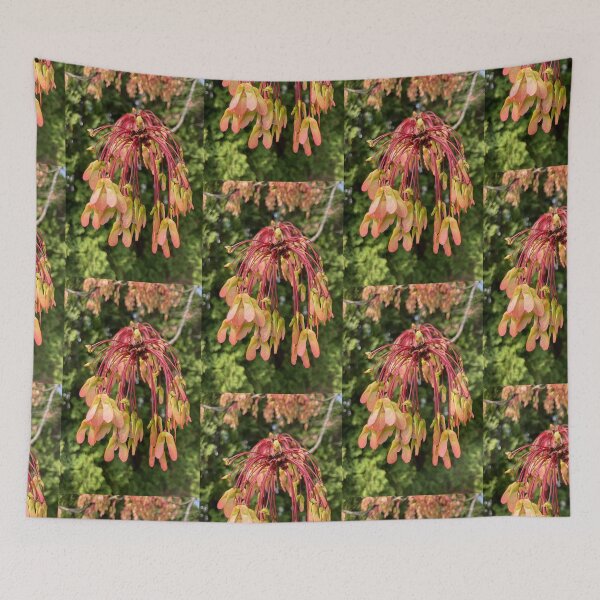Item preview, Developing Red Maple Seeds  designed and sold by Amanda1775.