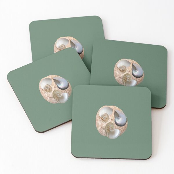 Item preview, Nautilus Shells and Sand Dollar designed and sold by LaPaz361.