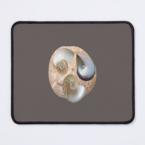 Item preview, Nautilus Shells and Sand Dollar designed and sold by LaPaz361.