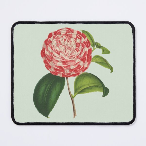 Item preview, Pink and White Camellia Japonica Flower designed and sold by IrisAndIvy.