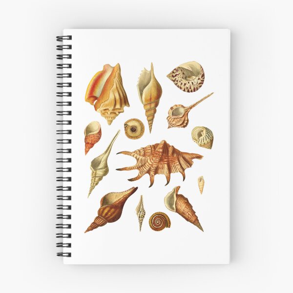 Item preview, Antique Seashell Collection Design designed and sold by IrisAndIvy.