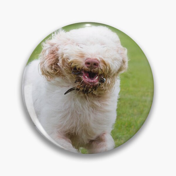 Item preview, Can't See Where I'm Going – Playful Italian Spinone with Muddy Paws by heidiannemorris © designed and sold by FOLK ART FUSION by heidiannemorris.