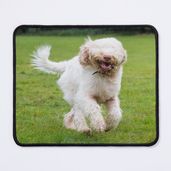 Item preview, Can't See Where I'm Going – Playful Italian Spinone with Muddy Paws by heidiannemorris © designed and sold by FOLK ART FUSION by heidiannemorris.