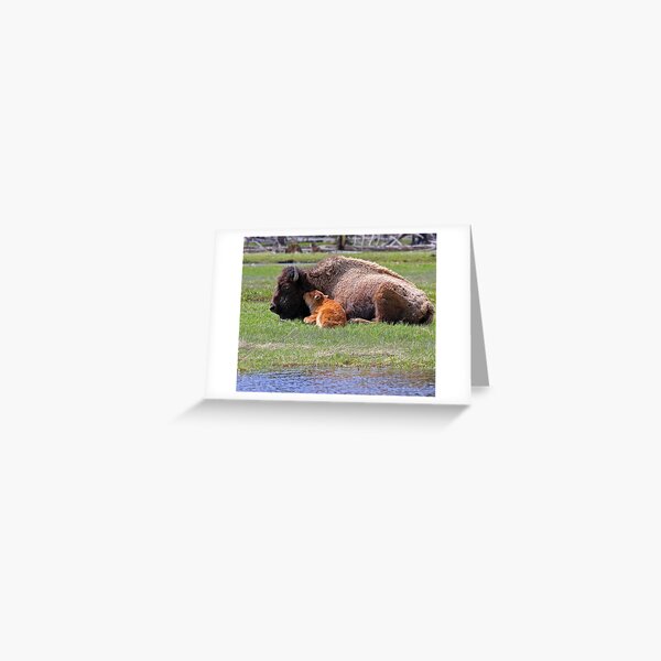 Bison and Calf Napping, Yellowstone Greeting Card