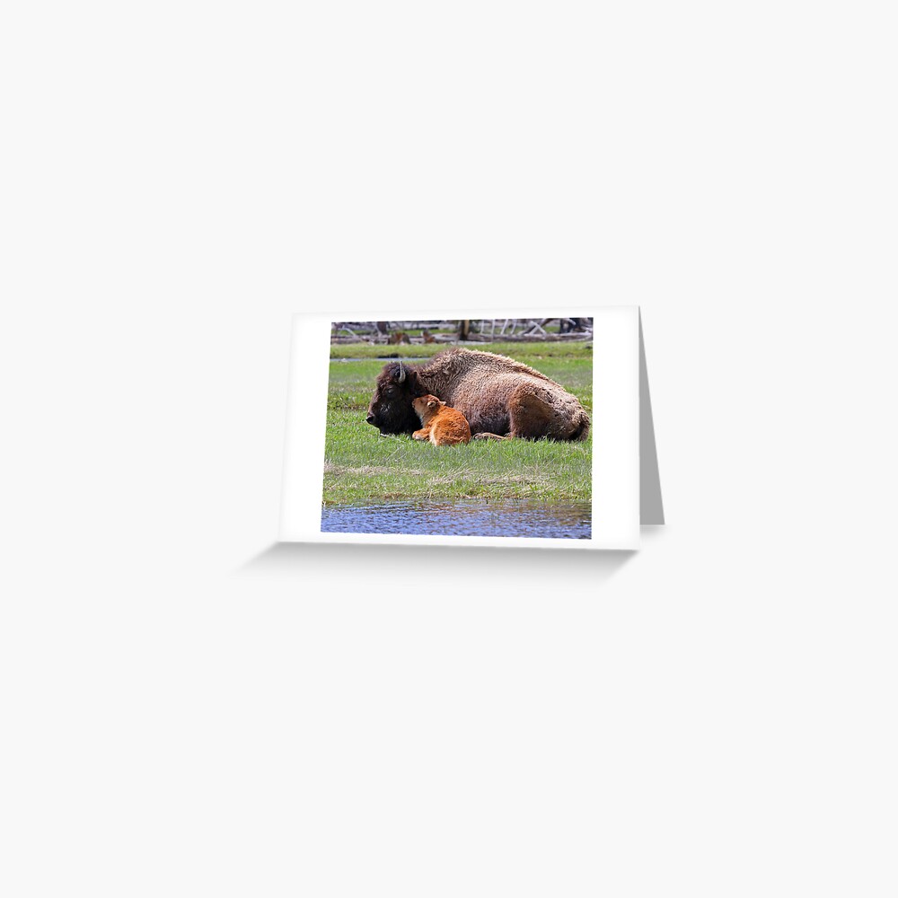 Bison and Calf Napping, Yellowstone Greeting Card