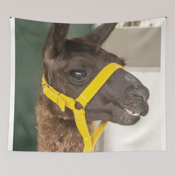 Item preview, smiling alpaca designed and sold by felipequeiroz.
