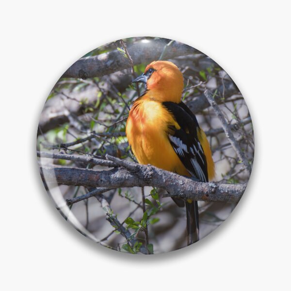 Item preview, Altamira Oriole Side Portrait designed and sold by Debra Martz.