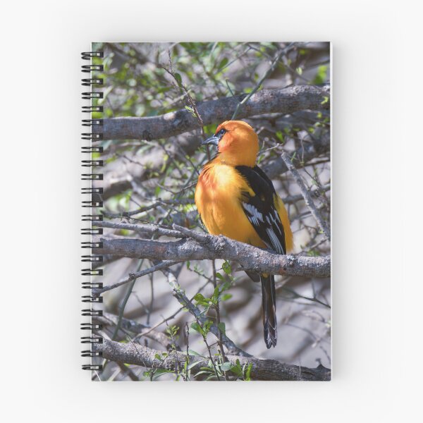 Item preview, Altamira Oriole Side Portrait designed and sold by Debra Martz.