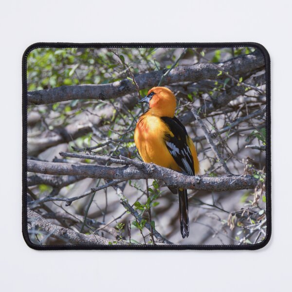 Item preview, Altamira Oriole Side Portrait designed and sold by Debra Martz.