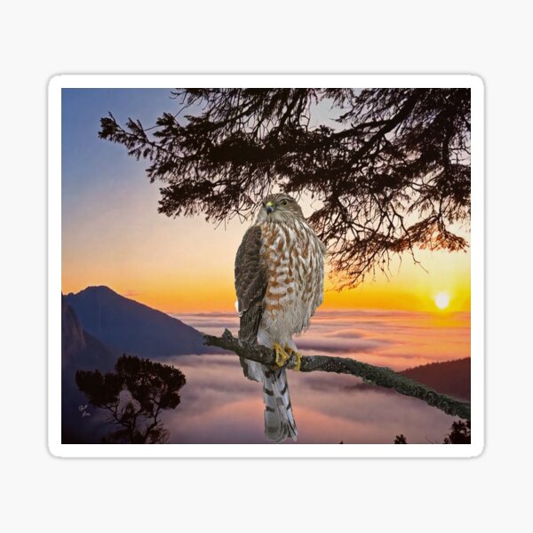 Item preview, Sharp Shinned Hawk designed and sold by billfox256.
