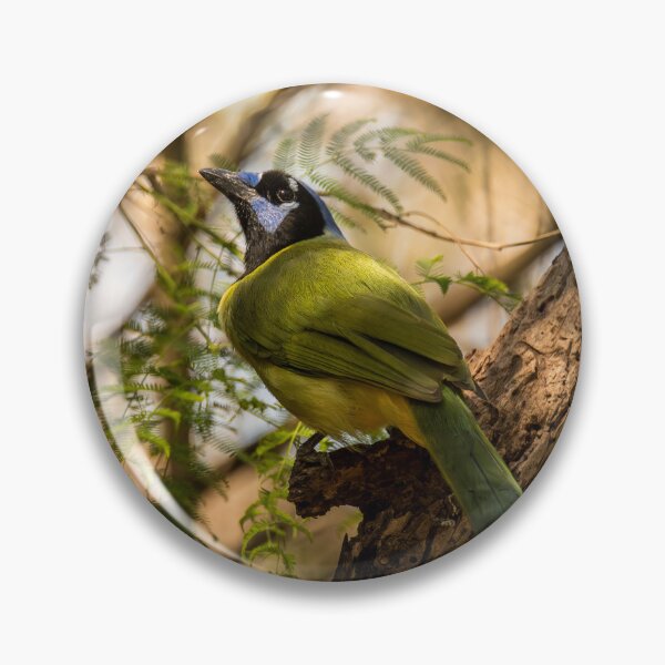 Item preview, Unmistakable Green Jay In Its Texas Range designed and sold by Debra Martz.