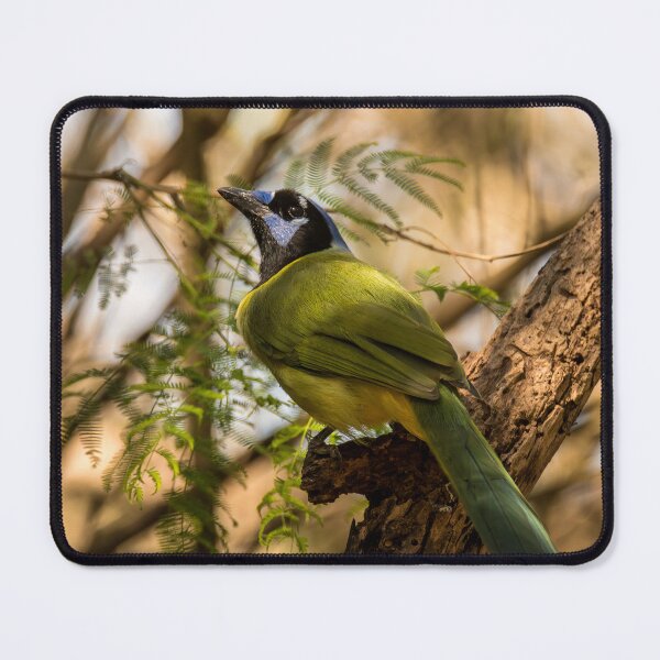 Item preview, Unmistakable Green Jay In Its Texas Range designed and sold by Debra Martz.