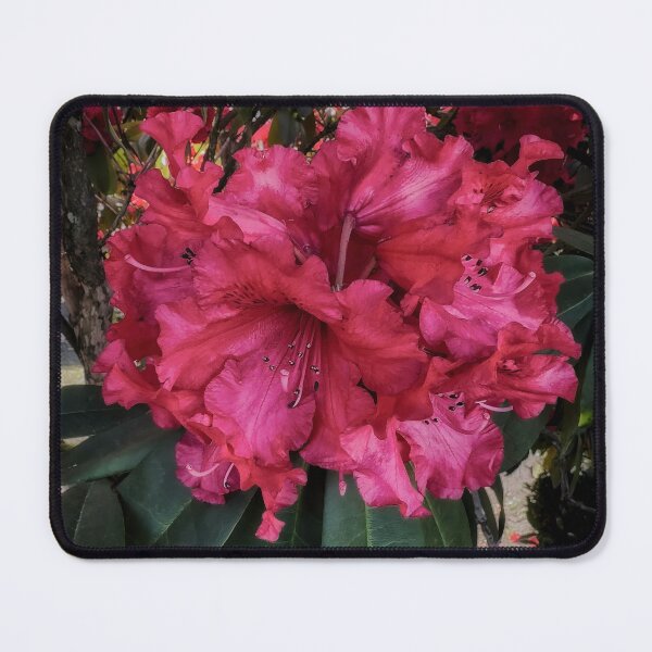 Item preview, Shyness designed and sold by Steve Walser.