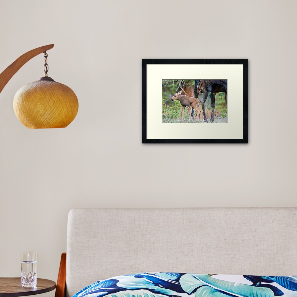 Moose Cow, Days Old Calf, Looking Good Framed Art Print