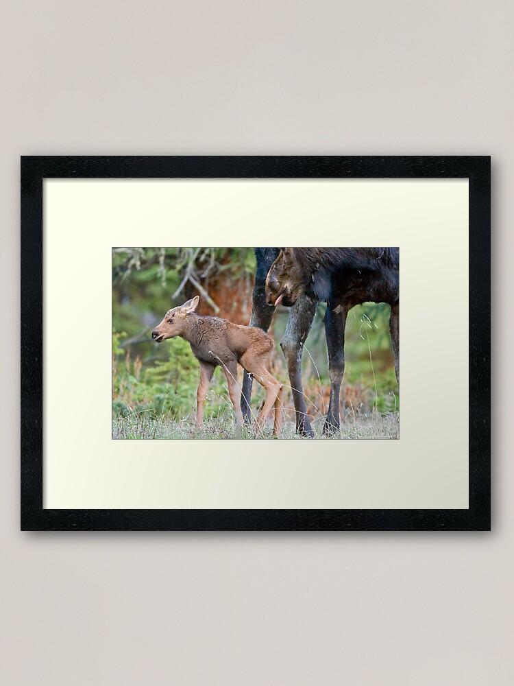 Alternate view of Moose Cow, Days Old Calf, Looking Good Framed Art Print