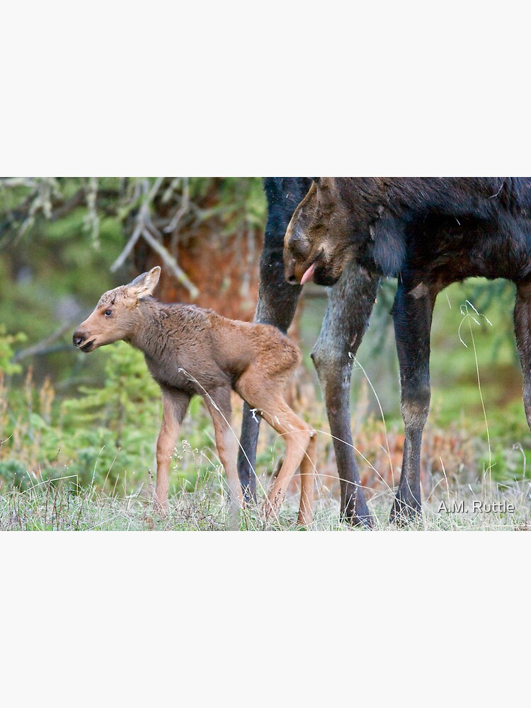Moose Cow, Days Old Calf, Looking Good by annruttle