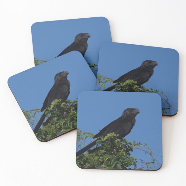 Item preview, Smooth-billed Ani designed and sold by EnglandEcology.
