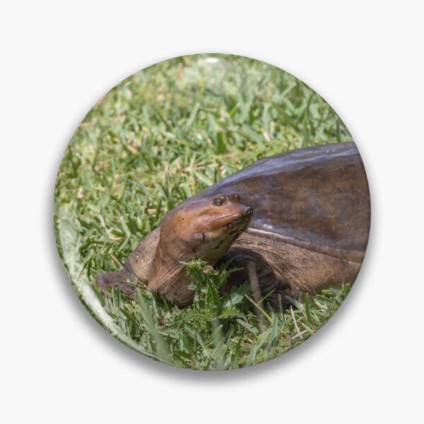 Item preview, Softshell Turtle in Bonnet Creek designed and sold by jrtwynam.