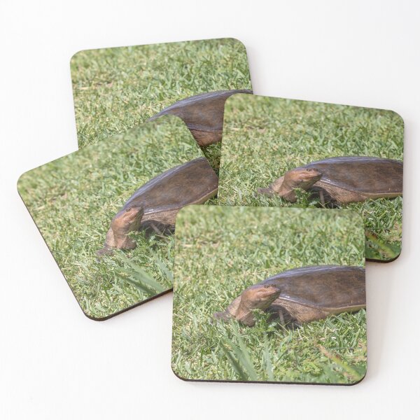 Item preview, Softshell Turtle in Bonnet Creek designed and sold by jrtwynam.