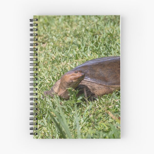Item preview, Softshell Turtle in Bonnet Creek designed and sold by jrtwynam.