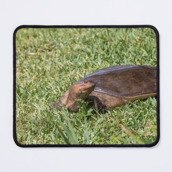 Item preview, Softshell Turtle in Bonnet Creek designed and sold by jrtwynam.