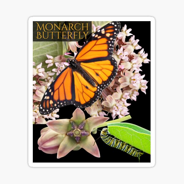 Item preview, Monarch Butterfly & Caterpillar With Milkweed Colorful Design designed and sold by EarthArtDesigns.