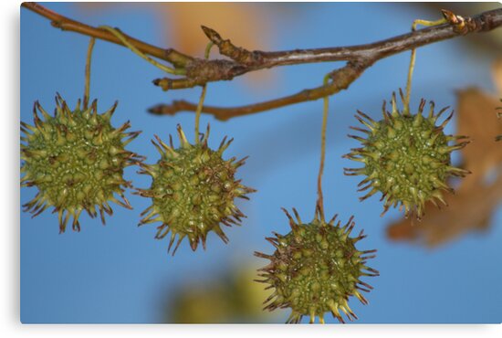 "Maple Tree Seed Pods" Canvas Print by Vicki-lee | Redbubble