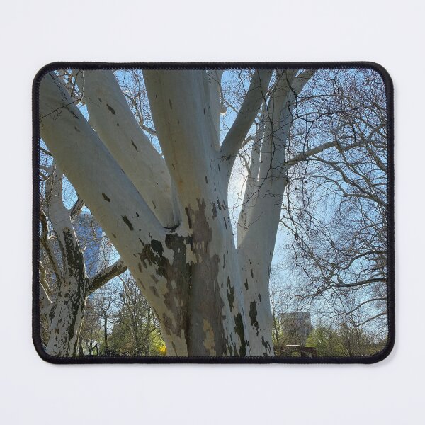 Item preview, sycamore tree , spring designed and sold by sonaadalian.