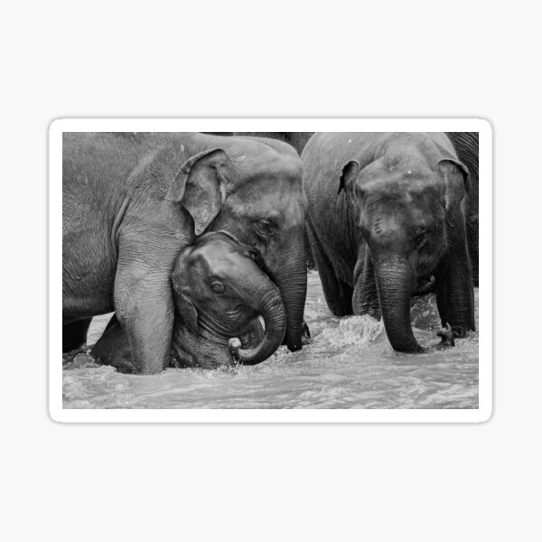 Vista previa del artículo con la obra «Familia de elefantes, Sri Lanka», diseñado y vendido por MayarooStudios.