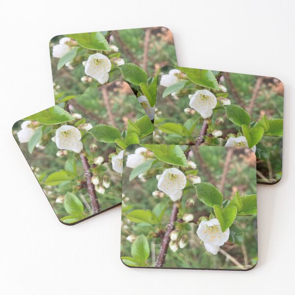 Item preview, First Cherry Blossoms designed and sold by Amanda1775.