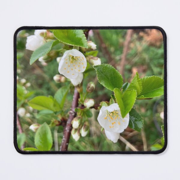 Item preview, First Cherry Blossoms designed and sold by Amanda1775.