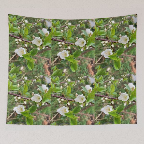 Item preview, First Cherry Blossoms designed and sold by Amanda1775.