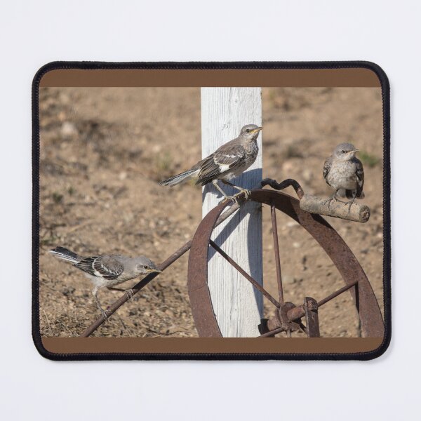 Item preview, Three Mockingbird Fledglings  designed and sold by CarolM.