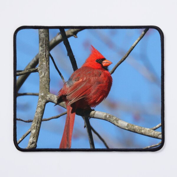Item preview, Northern Cardinal  designed and sold by Parks and X.