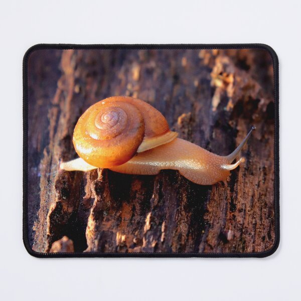 Item preview, Snail designed and sold by Parks and X.