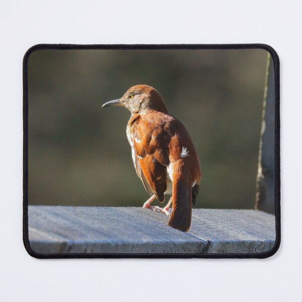Item preview, Brown thrasher  designed and sold by Parks and X.