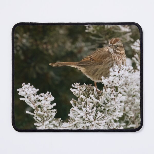 Item preview, Song Sparrow on frost covered tree 2 designed and sold by Cblifeisgood.