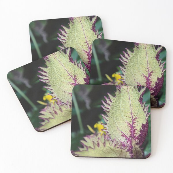 Item preview, Coleus designed and sold by Kerry LeBoutillier.