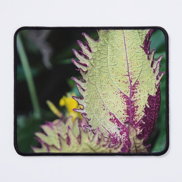 Item preview, Coleus designed and sold by Kerry LeBoutillier.