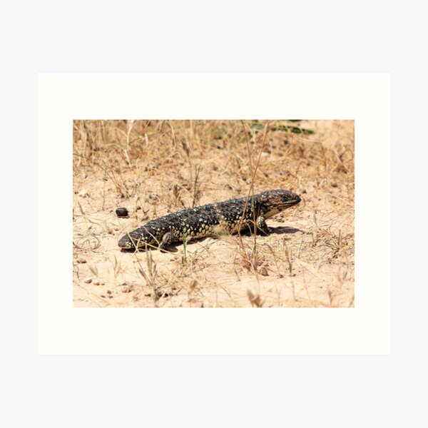Item preview, Blue-Tongue Lizard in the Sun designed and sold by Aure50.