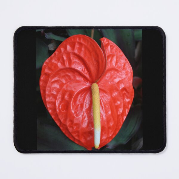 Item preview, Art by Mike Photography Photo Botany Flowers Nature Photography designed and sold by allartbymike.