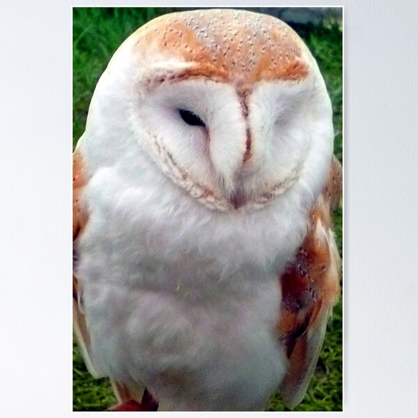 Item preview, Barn Owl Tyto Alba Bird Of Prey designed and sold by AndyEvansPhotos.