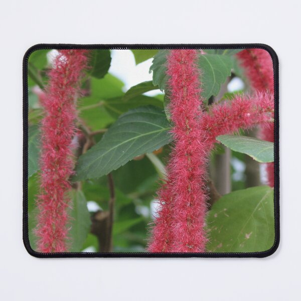 Item preview, Art by Mike Photography Photo Botany Leaves Nature Photography Colorful designed and sold by allartbymike.