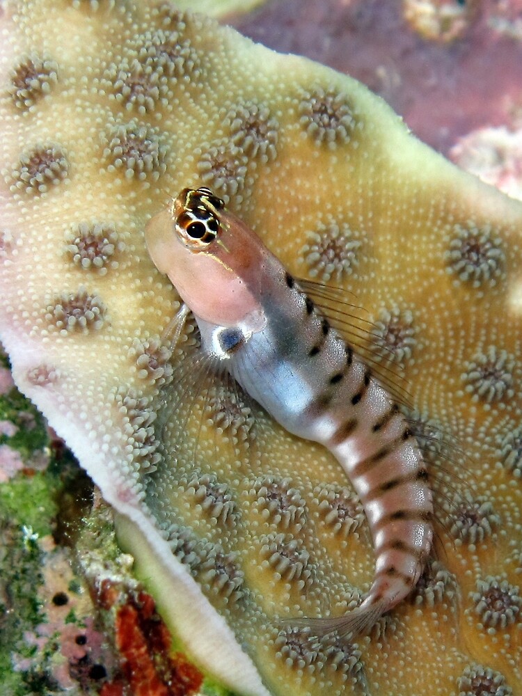 Tiger Blenny by neoniphon