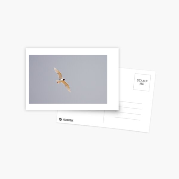 Item preview, Mediterranean Gull designed and sold by Ralph Goldsmith.