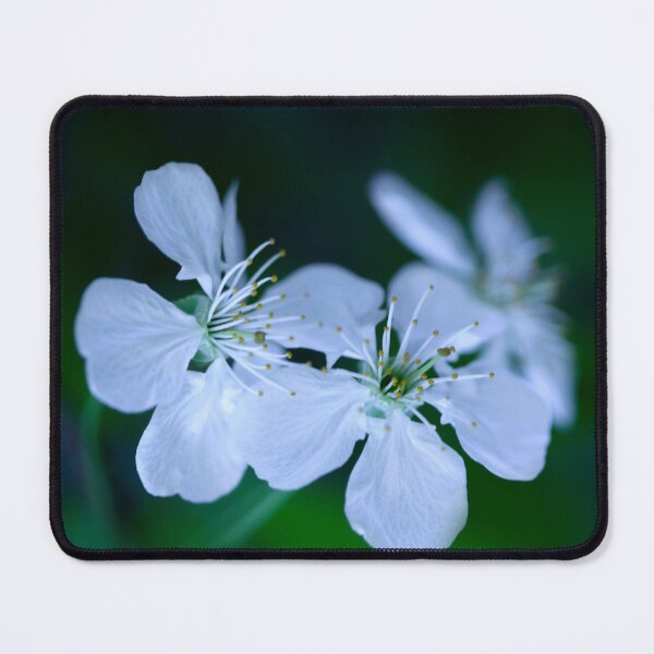 Item preview, Spring blossom on cherry tree designed and sold by olena2552.