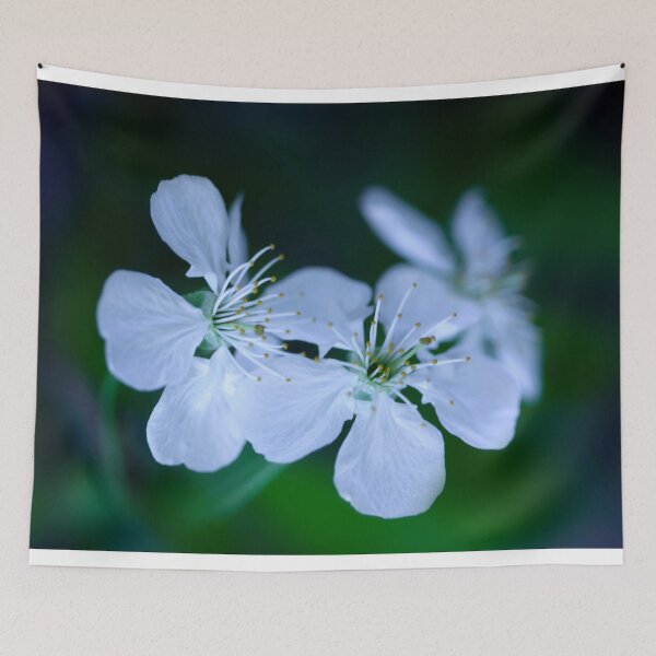 Item preview, Spring blossom on cherry tree designed and sold by olena2552.